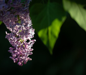 Purple flower close up © Hammerin Foto