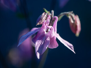 Purple flower close up © Hammerin Foto