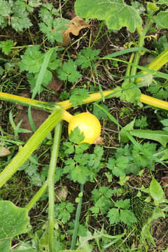 Yellow pumpkin squash growing on vine in garden