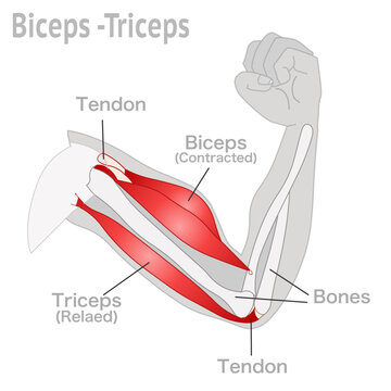 Contracted biceps, relaxed triceps motion anatomy. Flexion, extension. Arm and hand contracts, relax gesture diagram. Gray body, bones, red muscles Illustration vector 