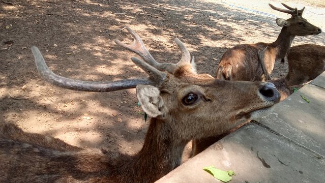white tailed deer