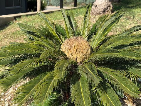 Cycas revoluta cone-like female reproductive structure. Close-up of a vibrant sago palm (Cycas revoluta) showing its lush green pinnate fronds and central golden cone structure in a garden.