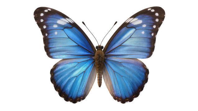 Vibrant blue morpho butterfly with black and white spots, isolated on transparent background