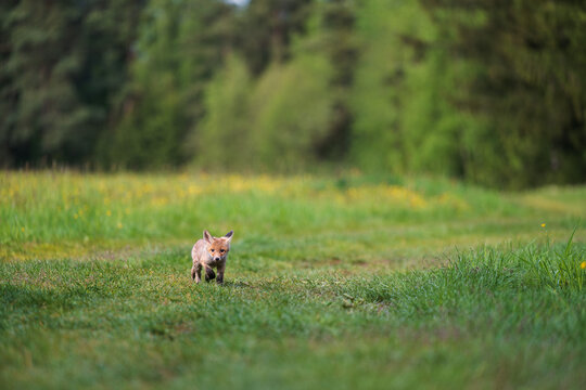 Cute young red fox cub Vulpes vulpes walking in a green grass meadow near a forest during spring or summer season.