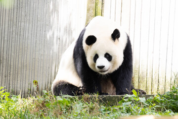 A panda sitting on the yard © foreverhappy