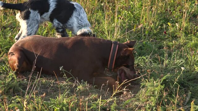 Doberman and English Springer Spaniel digging a shared hole in open field terrain with synchronized movement and focused behavior during outdoor activity