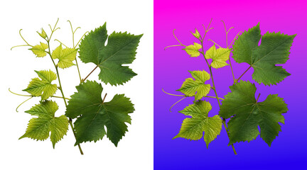 Fresh grapevine leaves with dew drops vibrant background © SP Creative Lens