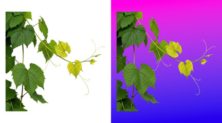 Fresh grapevine leaves with tender shoots and buds © SP Creative Lens