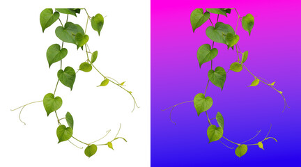 Fresh green ivy vine with heart-shaped leaves on gradient background © SP Creative Lens