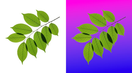 Fresh green leafy branch against vibrant gradient background © SP Creative Lens