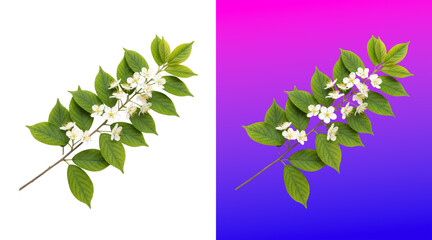 Fresh green leaves with delicate white blossoms on purple gradient background © SP Creative Lens