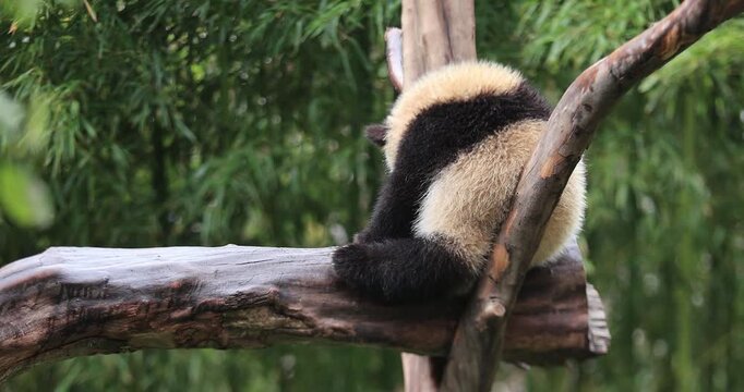 Giant panda kedou sleeping on a tree ,Chengdu,China