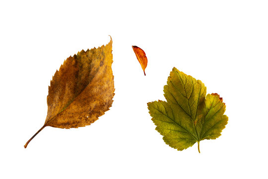 Isolated transitioning autumn leaves showing vibrant yellow, green and red foliage on a transparent background,  High res PNG cutout of an assortment of changing seasonal leaves for fall design