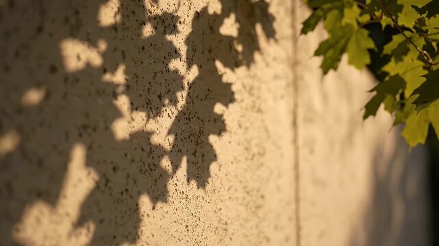 Maple Leaf Shadows on Textured Wall at Sunset - Sunlight casts dappled shadows of maple leaves onto a textured concrete wall, creating an abstract natural pattern.