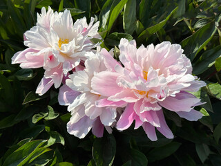 Beautiful peony flowers with white pink delicate petals © OLENA LIALINA