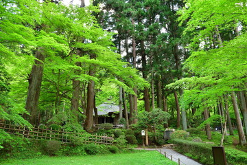 新緑に囲まれた中尊寺の木造建築（岩手県平泉町） © UI_forever