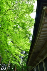 新緑に囲まれた中尊寺の木造建築（岩手県平泉町） © UI_forever