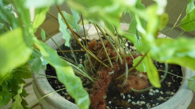 Phlebodium 'Blue Star' fern. houseplant care.