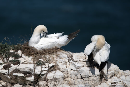 A pair of Northern Gannets nesting