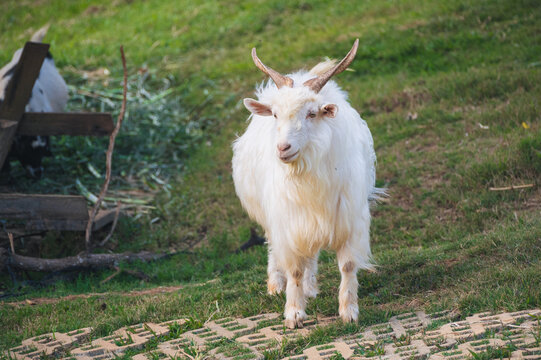 A friendly domestic goat in the natural countryside