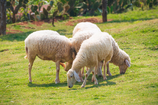 A flock of white sheep graze on a green pasture in the sunny countryside