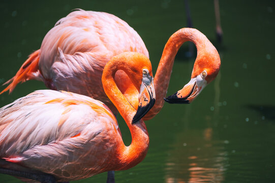 Beautiful pink flamingos standing in calm water