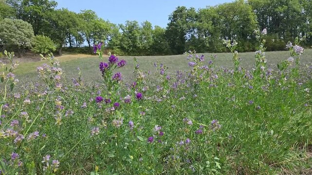 Champ de prairie fourrag&egrave;re en fleurs avec herbe, tr&egrave;fle et luzerne sous un ciel bleu