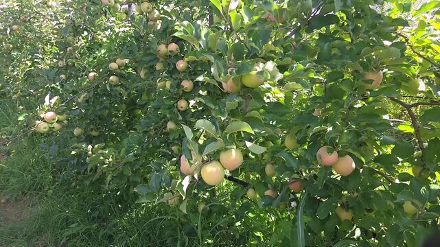 Pommes en pleine maturit&eacute; sur les pommiers d&rsquo;une exploitation agricole