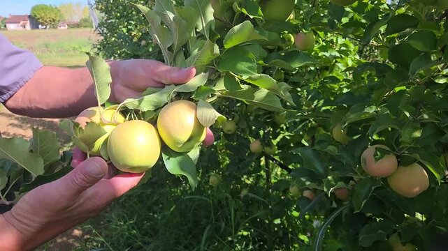 Mains d&rsquo;un technicien agricole contr&ocirc;lant la maturit&eacute; des pommes dans un verger