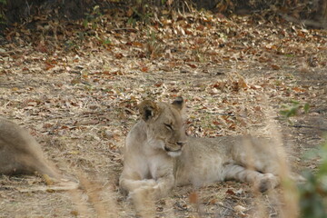 Two young lions resting together on burnt ground © WildinAfrica