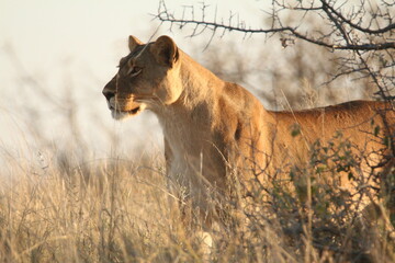 Lioness standing alert in open golden grass © WildinAfrica