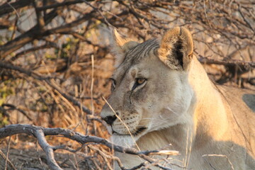 Lioness peering out from behind dry branches © WildinAfrica