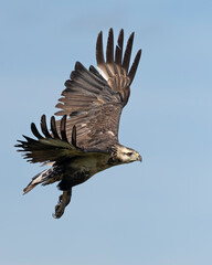 Fototapeta premium Flying eagle 6