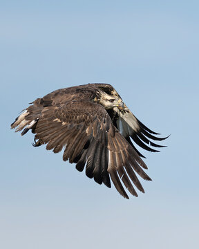 Flying eagle 9