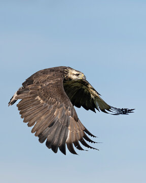 Flying eagle 4