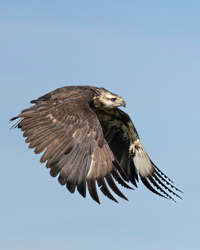 Flying eagle 3