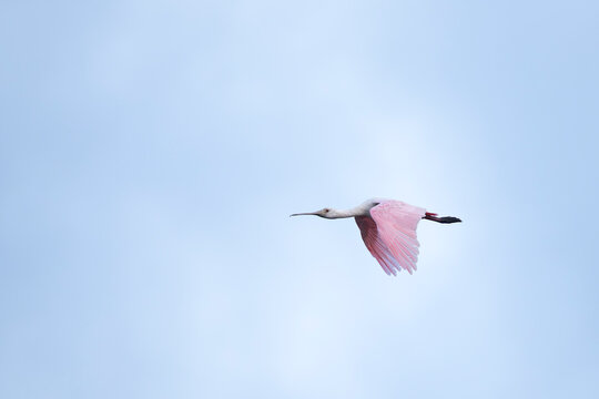Spoonfull of bird