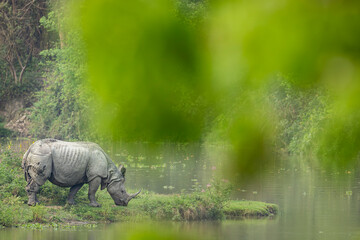 Compo in rhino © Maxi