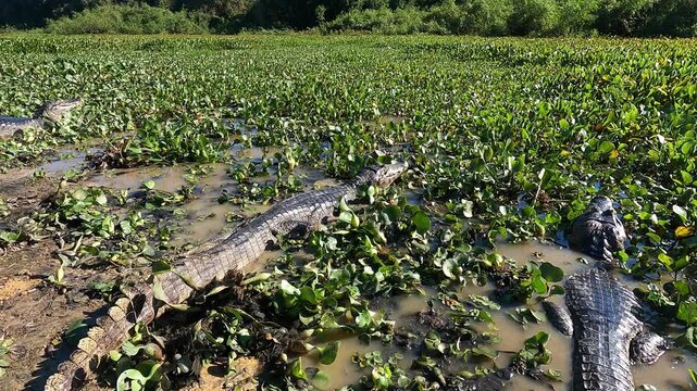  Yacar&eacute;, Caiman, Caiman yacar&eacute;,  swim in a pond, pond, swamp, swim, caimans at the edge of a pond,   Pantanal, Brazil,  southwild pantanal lodge, 