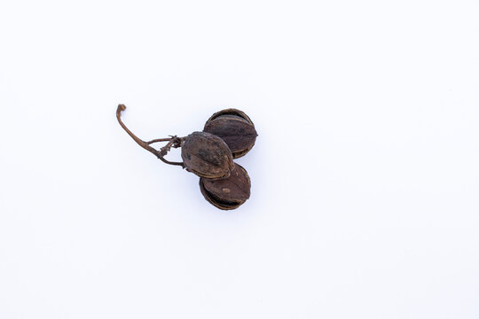 Dried Jatropha curcas fruit bunch isolated on white background biofuel seed. Dry Jatropha curcas seeds on stem isolated on white surface close up