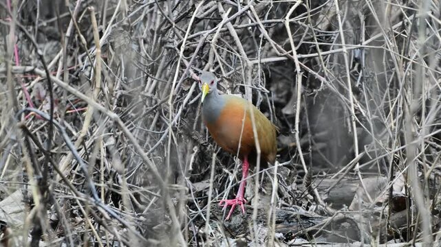 Gray-Necked Wood-Rall and Mosquitoes, Gray-Necked Wood-Rall,  Aramides Cajaneus and Mosquitoes, Gray-Necked Wood-Rall, grey-cowled wood rail , grey-necked wood rail ,  mosquito,  bird, Rallidae,  fore