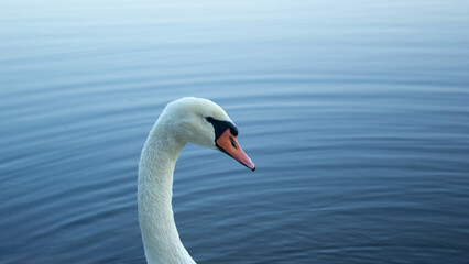 Macro head shot of adult white mute swan in blue water, close up elegant swan neck and orange beak, minimalistic single bird profile with rippled waves copy space © Kateryna Zinenko 