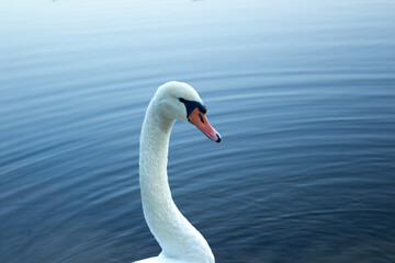 Mute swan swimming on calm blue lake water close up. Beautiful white swan head and neck portrait in natural pond, elegant wild bird background with copy space. © Kateryna Zinenko 