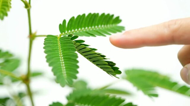 Close-up of mimosa pudica leaves reacting to gentle human touch demonstrating plant sensitivity