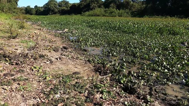  Yacar&eacute;, Caiman, Caiman yacar&eacute;,  swim in a pond, pond, swamp, swim, caimans at the edge of a pond,   Pantanal, Brazil,  southwild pantanal lodge, 