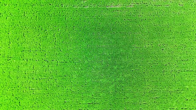 Green rice field of countryside of Japan, aerial view. 