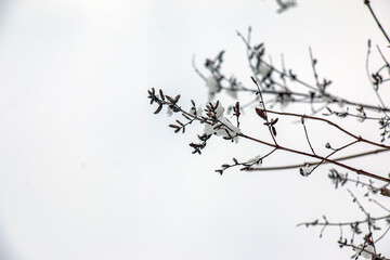 Obraz premium Snow-Covered Lilac Seed Capsules on Bare Winter Branches