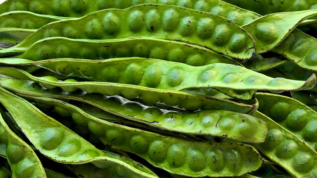 Fresh stink bean pods in close up view for traditional food and local market promotions