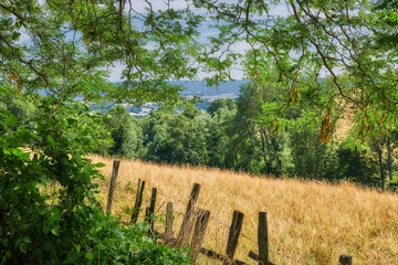 Fototapeta premium Overgrown farmland with a fence surrounding a field. Landscape of a sustainable agricultural farm with hay like grass and trees in a green environment with a barb wire barrier in the countryside