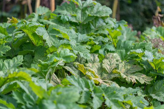 Hogweed thrives vibrantly in a sunlit garden surrounded by lush greenery and a gentle breeze rustling the leaves